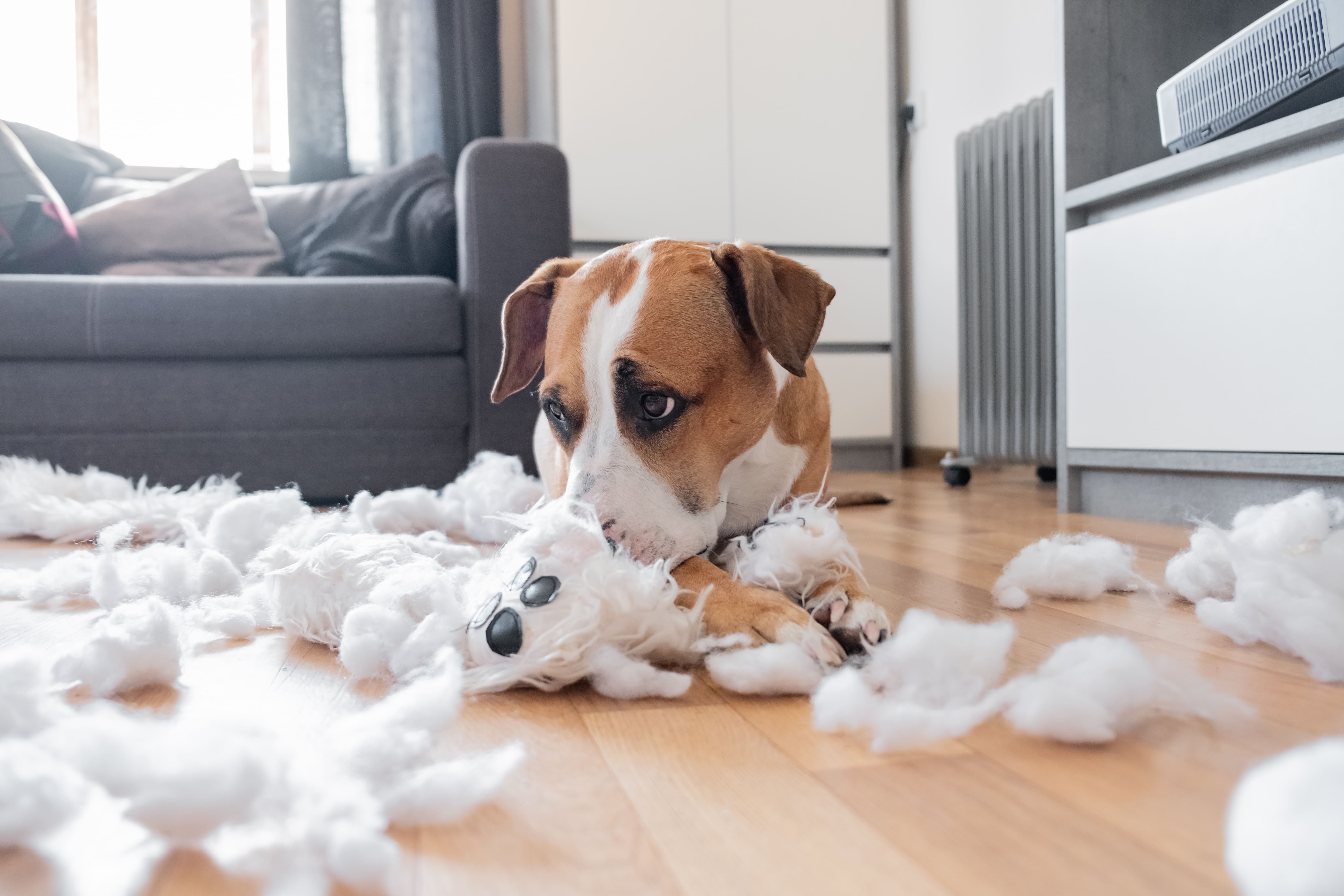 ABSOLUMENT ANIMAL -Comportementaliste canin à Saint-Augustin